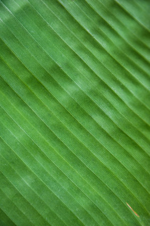 Green leaf of banana natural abstract textureの写真素材