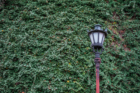 Old-fashioned street lantern in front of old wall with green ivy leavesの写真素材