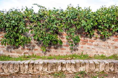 Old ancient brick stone wall texture background with green plantsの写真素材