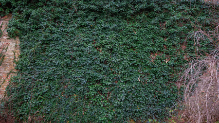 Old ancient brick stone wall texture background with green ivy plantの写真素材