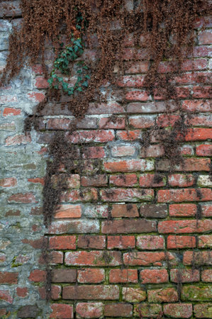 Ancient wall texture background with old concrete bricks with dry plant branchesの写真素材