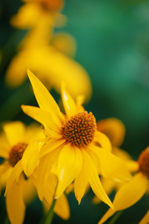Beautiful macro shot of a blooming vibrant yellow wildflower daisy in a lush green gardenの写真素材