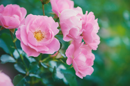 Soft petals of pink roses offer a serene and elegant floral display in the gardenの写真素材