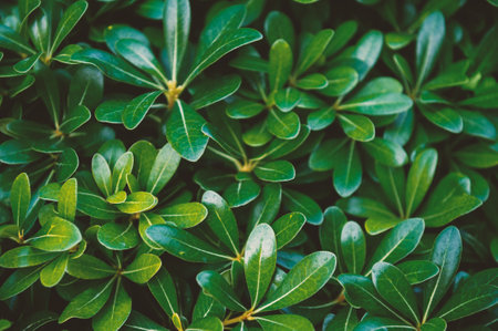 Beautiful summer nature background with bunch of green leavesの写真素材