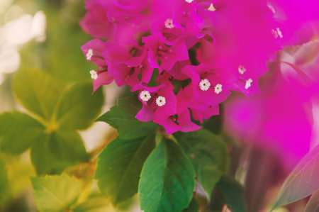 Beautiful summer nature background with bunch of bright pink bougainvillea flowersの写真素材