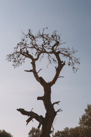 Branches of dry tree against blue evening sky