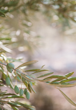 Close up of olive branch with olives in a gardenの写真素材