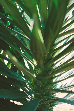 Lush green palm with sharp leaves create a vibrant tropical patternの写真素材
