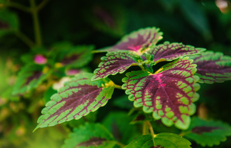 Beautiful summer nature background with bunch of green leavesの写真素材