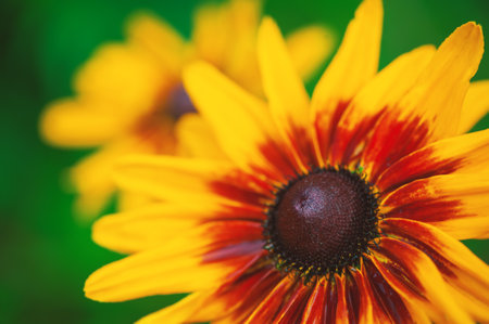Vibrant yellow petals of a rudbeckia flower against bright green backgroundの写真素材