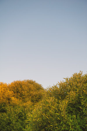Vibrant sunset sky with lush green trees creates a serene landscape. Natural design with copy spaceの写真素材