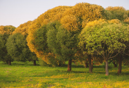 Vibrant sunset sky with lush green trees creates a serene landscape. Natural design with copy spaceの写真素材
