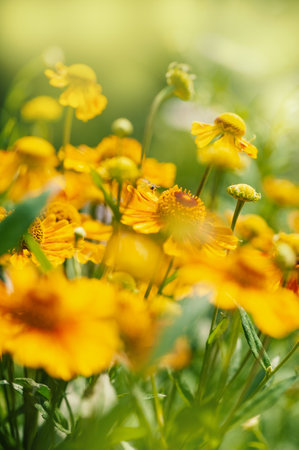 Bright yellow flowers bloom vibrantly in the summer sunlight showcase the beauty of an idyllic...