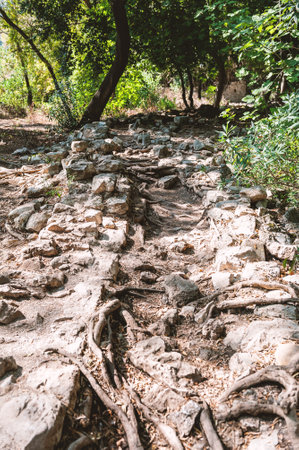 Rocky forest trail with exposed roots winds through lush summer woods. Uneven terrain offers a...