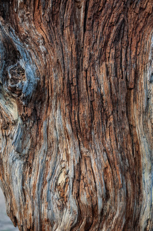Natural relief background of tree bark texture