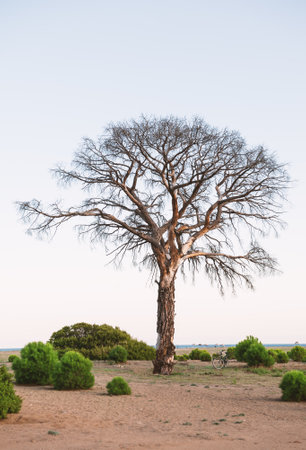 Dead tree stands alone in a rural field under a soft evening sky. Weathered bark tells a story of drought and survivalの写真素材