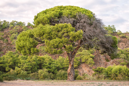 Lone pine tree stands tall in arid Mediterranean forest. Resilient trunk and dry branches reveal nature contrastの写真素材