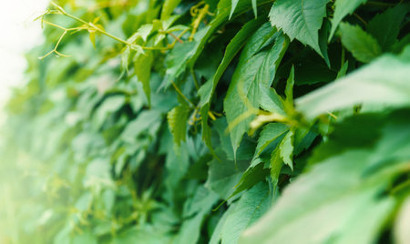 Botanical natural background of green leaves showing vibrant foliage and lush textureの写真素材