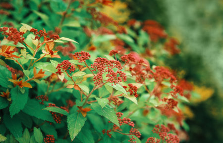 Natural outdoor foliage of lush shrub with vibrant pink blooms and fresh green leaves