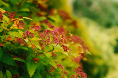 Natural outdoor foliage of lush spirea shrub with vibrant pink blooms and fresh green leaves