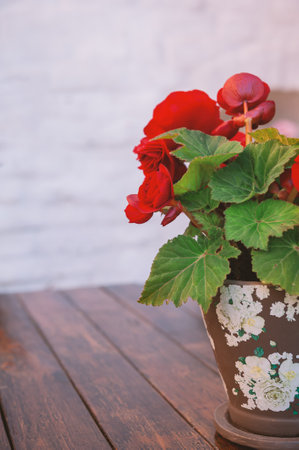 Red flowers bloom in a vintage floral pot with bold green leaves. Rustic wooden table creates cozy contrast with bright plant decorの写真素材