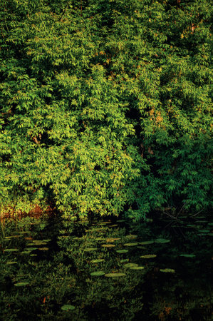 Lush greenery reflects vividly in the calm water of a serene pondの写真素材