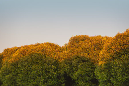 Vibrant sunset sky with lush green trees creates a serene landscape. Natural design with copy spaceの写真素材