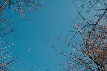 Leafless tree branches stretch against a clear blue sky, creating elegant natural backgroundの写真素材
