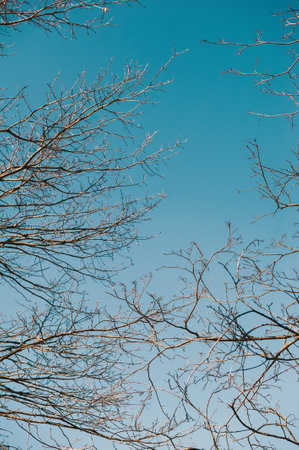 Leafless tree branches stretch against a clear blue sky, creating elegant natural backgroundの写真素材