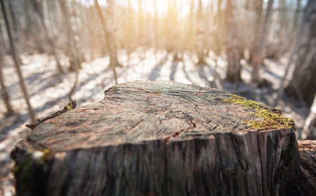 Tree stump with cracked wood rings lit by golden forest sunlight.の写真素材