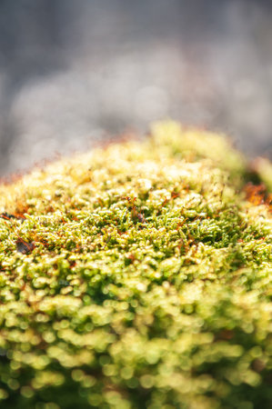 Moss in warm sunlight with dreamy bokeh, natural glow and sparkling macro details highlight springtime flora. Perfect for eco and botanical themesの写真素材