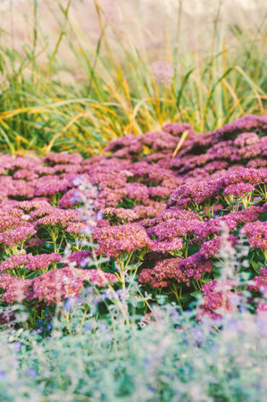 Floral summer landscape with pink sedum blossoms wildflowers and tall grassの写真素材