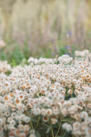 Floral summer background with white Anaphalis margaritacea blossoms wildflowers and tall grassの写真素材