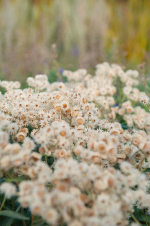 Floral summer background with white Anaphalis margaritacea blossoms wildflowers and tall grassの写真素材