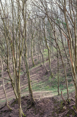 Leafy hillside forest with tree roots and mossy ground create quiet wilderness atmosphereの写真素材