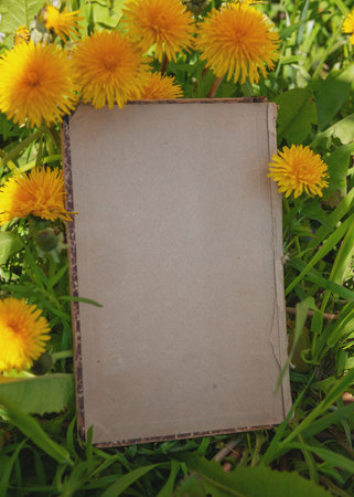 Vintage empty paper lies on green leaves of a plant with dandelion flower, creating a rustic and natural background. The weathered sheet blends with botanical foliage, offering an eco-friendly textureの写真素材