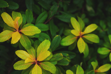 Natural background of vivid yellow leaves contrast with lush green foliage in a vibrant displayの写真素材