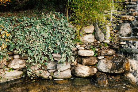 Waterfall flows over mossy stones beside dense ivy foliage form a tranquil natural landscapeの写真素材