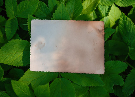 Vintage empty paper lies on green leaves of a plant, creating a rustic and natural background. The...