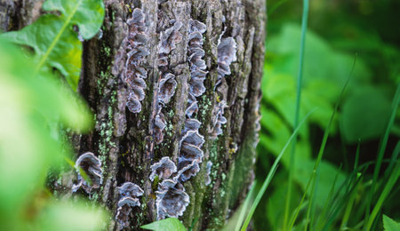 Organic woodland texture with wild mushrooms growing on a tree trunk in a forestの写真素材