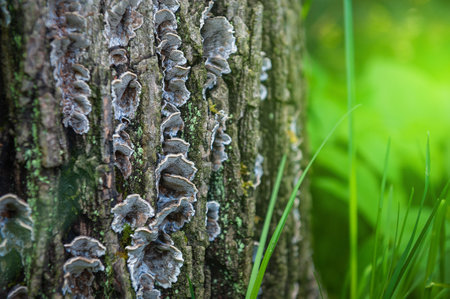 Organic woodland texture with wild mushrooms growing on a tree trunk in a forest