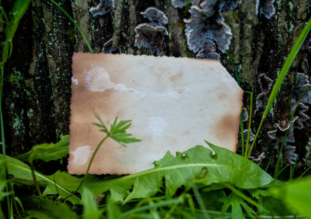 Vintage empty paper stands on green leaves of a plant near tree, creating a rustic and natural background. The weathered sheet blends with botanical foliage, offering an eco-friendly textureの写真素材