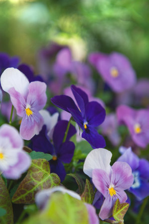 Natural summer background with violet flowers blooming in a spring garden