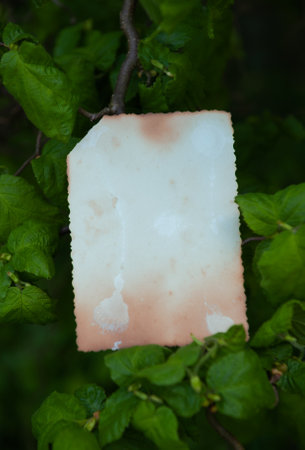 Vintage empty paper lies on green leaves of a plant, creating a rustic and natural background. The weathered sheet blends with botanical foliage, offering an eco-friendly textureの写真素材