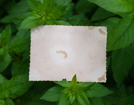Vintage empty paper lies on green leaves of a plant, creating a rustic and natural background. The...