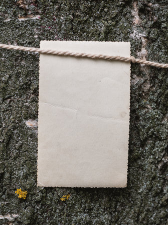 Vintage empty paper with rope on the old wooden bark texture of the tree backgroundの写真素材