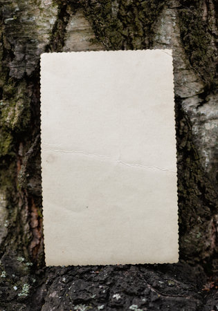 Vintage empty paper on the old wooden bark texture of tree backgroundの写真素材
