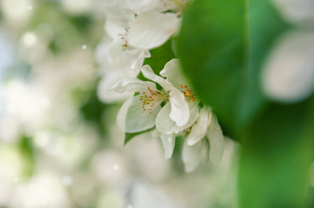 White apple blossoms bloom softly on a sunlit branch in spring gardenの写真素材