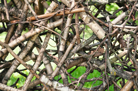 Perfect organic background with chaotic pile of tangled branches creates a textured woodland patternの写真素材