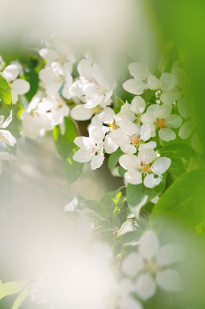 White apple blossoms bloom softly on a sunlit branch in spring gardenの写真素材